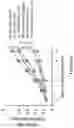 Fig. 103 - Methods and materials for identifying and treating bet inhibitor-resistant cancers