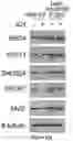 Fig. 110 - Methods and materials for identifying and treating bet inhibitor-resistant cancers