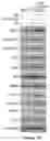 Fig. 111 - Methods and materials for identifying and treating bet inhibitor-resistant cancers