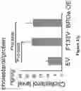 Fig. 113 - Methods and materials for identifying and treating bet inhibitor-resistant cancers
