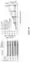Fig. 125 - Methods and materials for identifying and treating bet inhibitor-resistant cancers