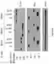 Fig. 14 - Methods and materials for identifying and treating bet inhibitor-resistant cancers
