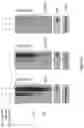 Fig. 16 - Methods and materials for identifying and treating bet inhibitor-resistant cancers