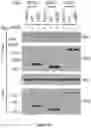 Fig. 19 - Methods and materials for identifying and treating bet inhibitor-resistant cancers