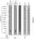 Fig. 24 - Methods and materials for identifying and treating bet inhibitor-resistant cancers