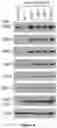 Fig. 26 - Methods and materials for identifying and treating bet inhibitor-resistant cancers