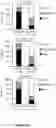 Fig. 28 - Methods and materials for identifying and treating bet inhibitor-resistant cancers