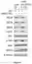 Fig. 38 - Methods and materials for identifying and treating bet inhibitor-resistant cancers