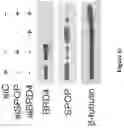 Fig. 41 - Methods and materials for identifying and treating bet inhibitor-resistant cancers