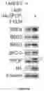 Fig. 47 - Methods and materials for identifying and treating bet inhibitor-resistant cancers