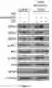 Fig. 50 - Methods and materials for identifying and treating bet inhibitor-resistant cancers