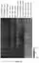 Fig. 53 - Methods and materials for identifying and treating bet inhibitor-resistant cancers