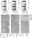 Fig. 60 - Methods and materials for identifying and treating bet inhibitor-resistant cancers