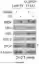 Fig. 62 - Methods and materials for identifying and treating bet inhibitor-resistant cancers