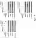 Fig. 63 - Methods and materials for identifying and treating bet inhibitor-resistant cancers