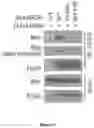 Fig. 65 - Methods and materials for identifying and treating bet inhibitor-resistant cancers