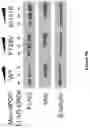 Fig. 66 - Methods and materials for identifying and treating bet inhibitor-resistant cancers