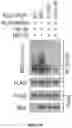 Fig. 67 - Methods and materials for identifying and treating bet inhibitor-resistant cancers