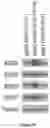Fig. 68 - Methods and materials for identifying and treating bet inhibitor-resistant cancers