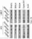 Fig. 72 - Methods and materials for identifying and treating bet inhibitor-resistant cancers