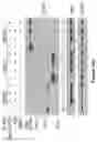 Fig. 75 - Methods and materials for identifying and treating bet inhibitor-resistant cancers