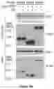 Fig. 76 - Methods and materials for identifying and treating bet inhibitor-resistant cancers