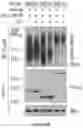 Fig. 77 - Methods and materials for identifying and treating bet inhibitor-resistant cancers