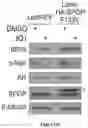 Fig. 81 - Methods and materials for identifying and treating bet inhibitor-resistant cancers