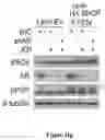 Fig. 86 - Methods and materials for identifying and treating bet inhibitor-resistant cancers