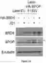 Fig. 88 - Methods and materials for identifying and treating bet inhibitor-resistant cancers