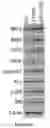 Fig. 92 - Methods and materials for identifying and treating bet inhibitor-resistant cancers