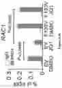 Fig. 95 - Methods and materials for identifying and treating bet inhibitor-resistant cancers