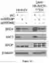 Fig. 99 - Methods and materials for identifying and treating bet inhibitor-resistant cancers