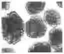 Fig. 02 - Inducer for inducing a mesenchymal stem cell to differentiate into an islet cell