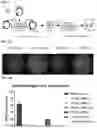 Fig. 02 - Splice inhibiting oligonucleotides