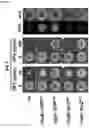 Fig. 05 - GENETIC SELECTION MARKERS BASED ON ENZYMATIC ACTIVITIES OF THE PYRIMIDINE SALVAGE PATHWAY