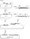 Fig. 20 - GENETIC SELECTION MARKERS BASED ON ENZYMATIC ACTIVITIES OF THE PYRIMIDINE SALVAGE PATHWAY