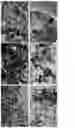 Fig. 06 - Self-organized and electrically conducting PEDOT polymer matrix for applications in sensors and energy generation and storage