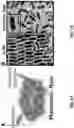 Fig. 02 - ULTRA-SENSITIVE, FAST, PLASMONIC-FLUOR ENHANCED ASSAY FOR SARS-COV-2 IMMUNE RESPONSE