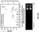 Fig. 35 - ULTRA-SENSITIVE, FAST, PLASMONIC-FLUOR ENHANCED ASSAY FOR SARS-COV-2 IMMUNE RESPONSE