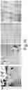 Fig. 14 - TRANSITION METAL CHALCOGENIDE FOR PREPARING METAL NANOSTRUCTURES, METAL NANOSTRUCTURES OBTAINED THEREBY, ELECTRONIC INSTRUMENT INCLUDING THE SAME, AND METHOD FOR MANUFACTURING THE SAME