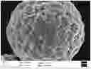 Fig. 01 - Cathode material, and electrochemical device including the same