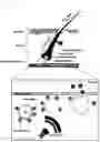 Fig. 02 - Nanoliposome-microbubble conjugate having complex of Cas9 protein, guide RNA inhibiting SRD5A2 gene expression and cationic polymer encapsulated in nanoliposome and composition for ameliorating or treating hair loss containing the same