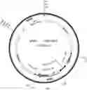 Fig. 01 - NUCLEIC ACID MOLECULES CONTAINING SPACERS AND METHODS OF USE THEREOF