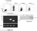 Fig. 07 - TGF-  RECEPTOR II ISOFORM, FUSION PEPTIDE, METHODS OF TREATMENT AND METHODS IN VITRO