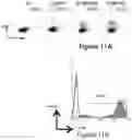 Fig. 09 - TGF-  RECEPTOR II ISOFORM, FUSION PEPTIDE, METHODS OF TREATMENT AND METHODS IN VITRO