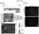 Fig. 04 - COMPOSITIONS AND METHODS FOR PRECISE PATTERNING OF POSTERIOR NEUROECTODERM FROM HUMAN PLURIPOTENT STEM CELLS