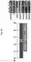 Fig. 07 - COMPOSITIONS AND METHODS FOR PRECISE PATTERNING OF POSTERIOR NEUROECTODERM FROM HUMAN PLURIPOTENT STEM CELLS