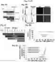 Fig. 08 - COMPOSITIONS AND METHODS FOR PRECISE PATTERNING OF POSTERIOR NEUROECTODERM FROM HUMAN PLURIPOTENT STEM CELLS