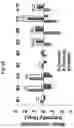 Fig. 22 - COMPOSITIONS AND METHODS FOR PRECISE PATTERNING OF POSTERIOR NEUROECTODERM FROM HUMAN PLURIPOTENT STEM CELLS
